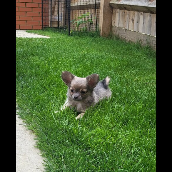 Chihuahua - Dogs