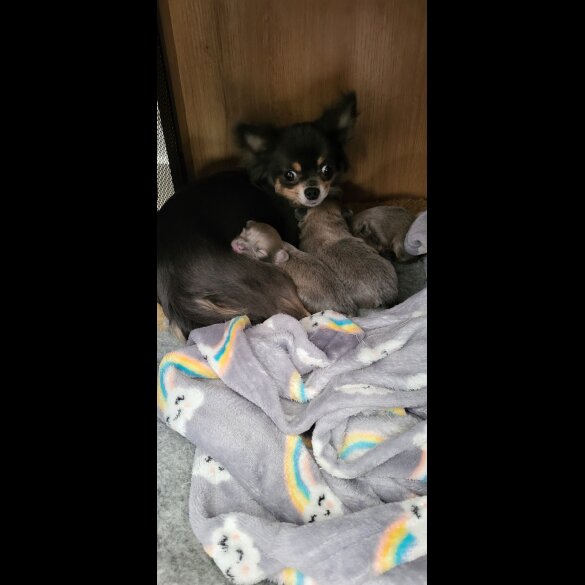 Chihuahua - Dogs