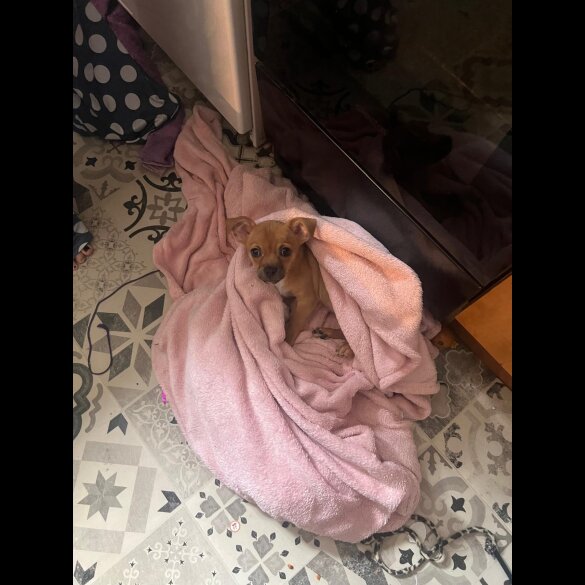 Chihuahua - Both