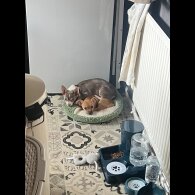 Chihuahua - Both