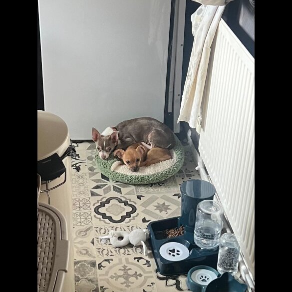 Chihuahua - Both