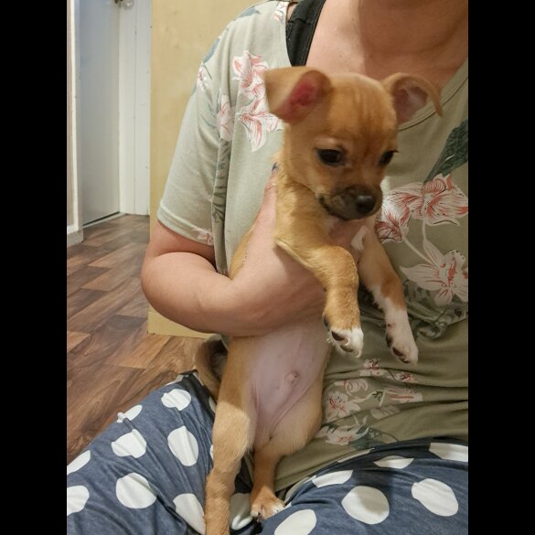 Chihuahua - Both