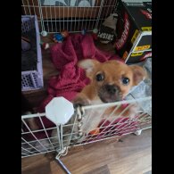 Chihuahua - Both