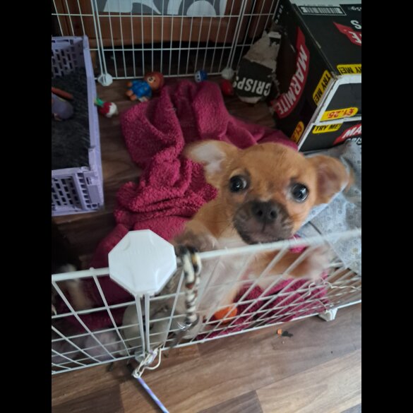 Chihuahua - Both