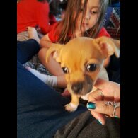 Chihuahua - Both