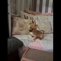 Chihuahua - Both