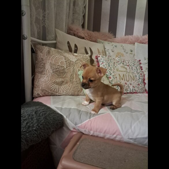 Chihuahua - Both