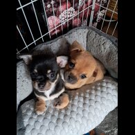 Chihuahua - Both