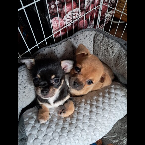 Chihuahua - Both