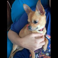 Chihuahua - Both