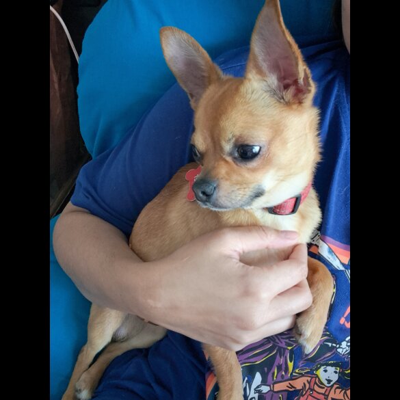 Chihuahua - Both