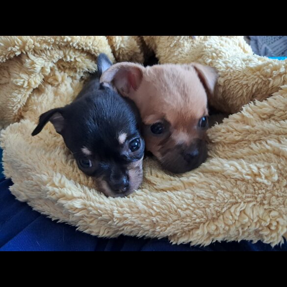 Chihuahua - Both