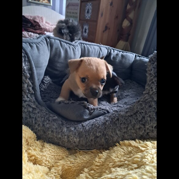 Chihuahua - Both