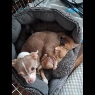 Chihuahua - Both