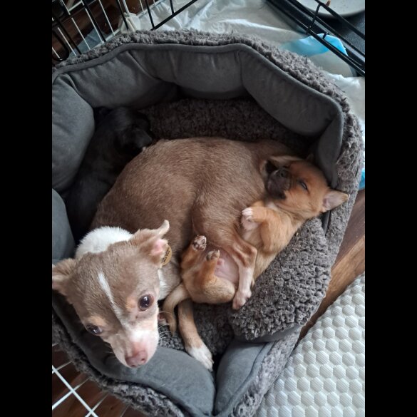 Chihuahua - Both