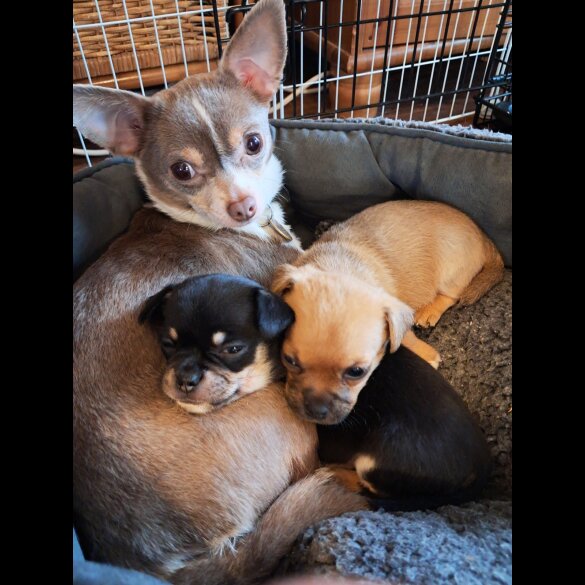 Chihuahua - Both