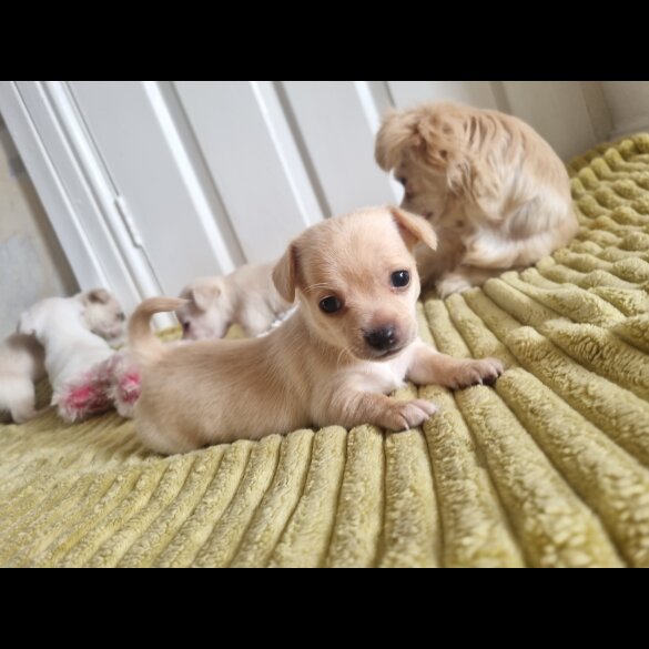 Chihuahua - Dogs