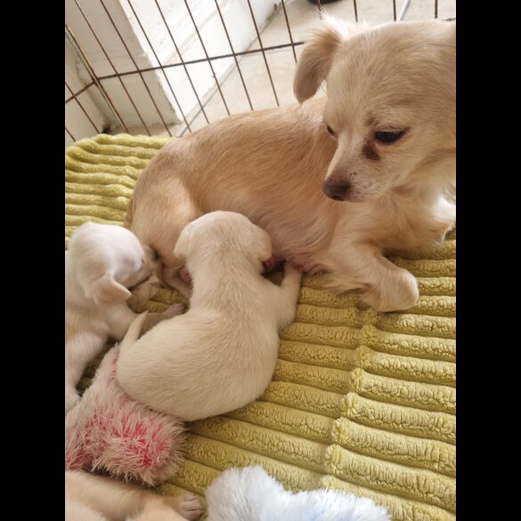 Chihuahua - Dogs
