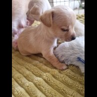 Chihuahua - Dogs