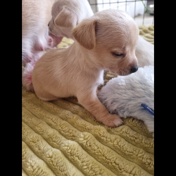 Chihuahua - Dogs