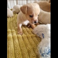 Chihuahua - Dogs
