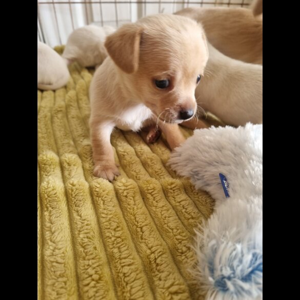 Chihuahua - Dogs