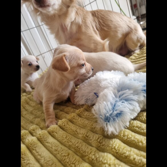 Chihuahua - Dogs