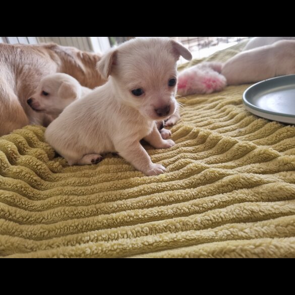 Chihuahua - Dogs