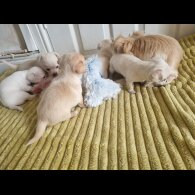 Chihuahua - Dogs