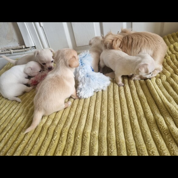 Chihuahua - Dogs