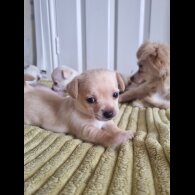 Chihuahua - Dogs