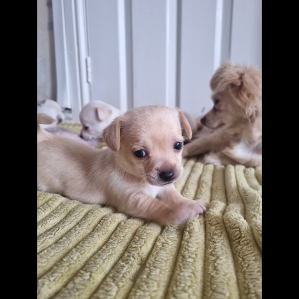 Chihuahua - Dogs