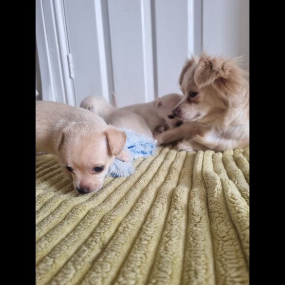 Chihuahua - Dogs