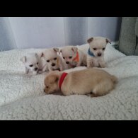 Chihuahua - Dogs
