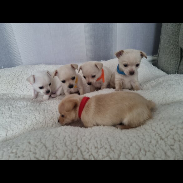 Chihuahua - Dogs
