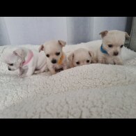 Chihuahua - Dogs
