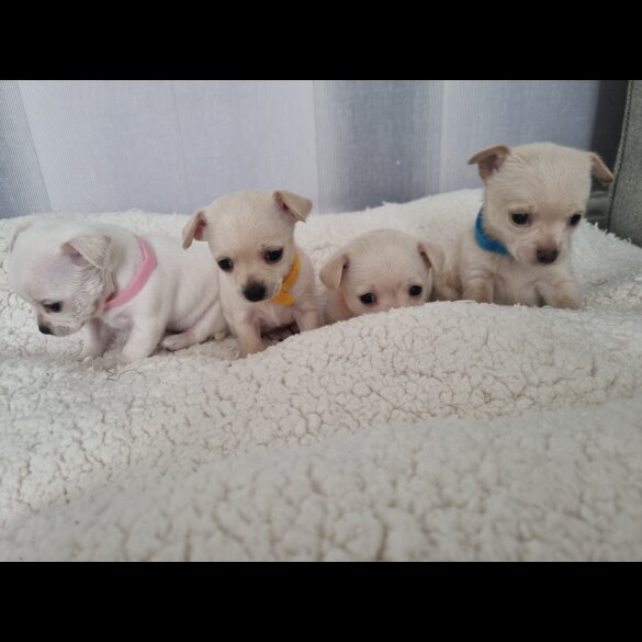 Chihuahua - Dogs