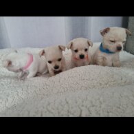 Chihuahua - Dogs