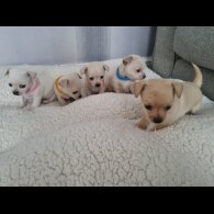 Chihuahua - Dogs