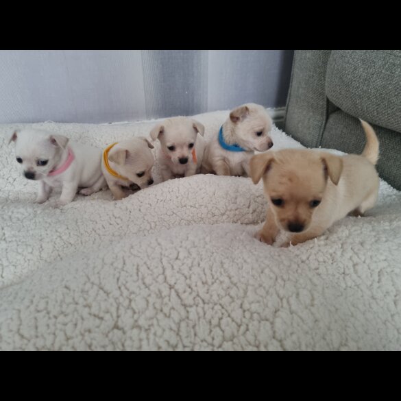 Chihuahua - Dogs