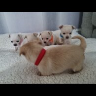 Chihuahua - Dogs