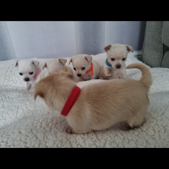 Chihuahua - Dogs