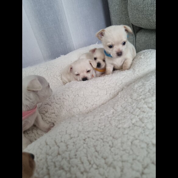 Chihuahua - Dogs