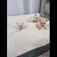 Chihuahua - Dogs