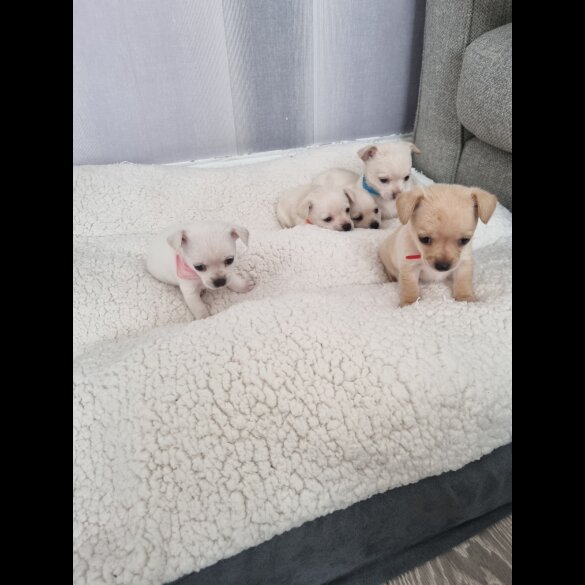 Chihuahua - Dogs