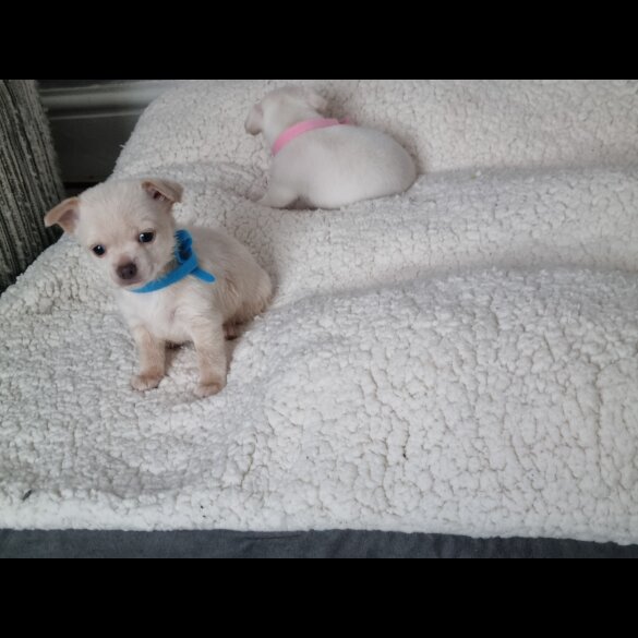 Chihuahua - Dogs