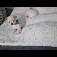 Chihuahua - Dogs