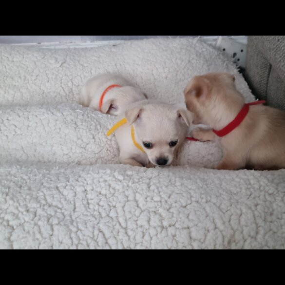 Chihuahua - Dogs