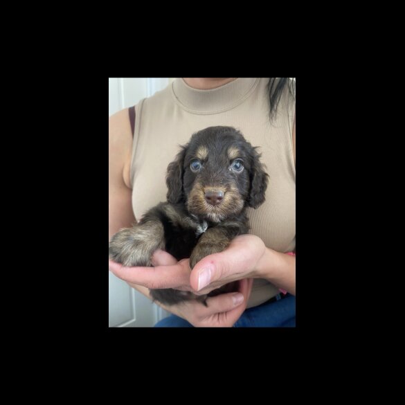 Cockapoo - Both