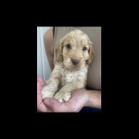 Cockapoo - Both